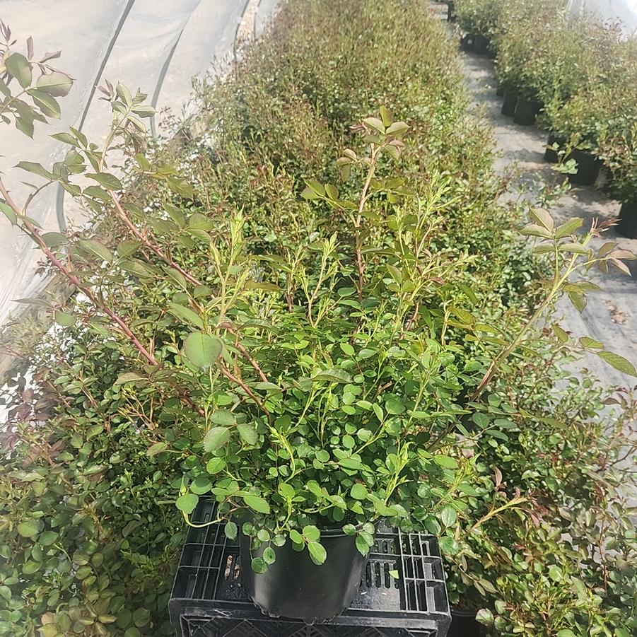 Rosa Flower Carpet- Red