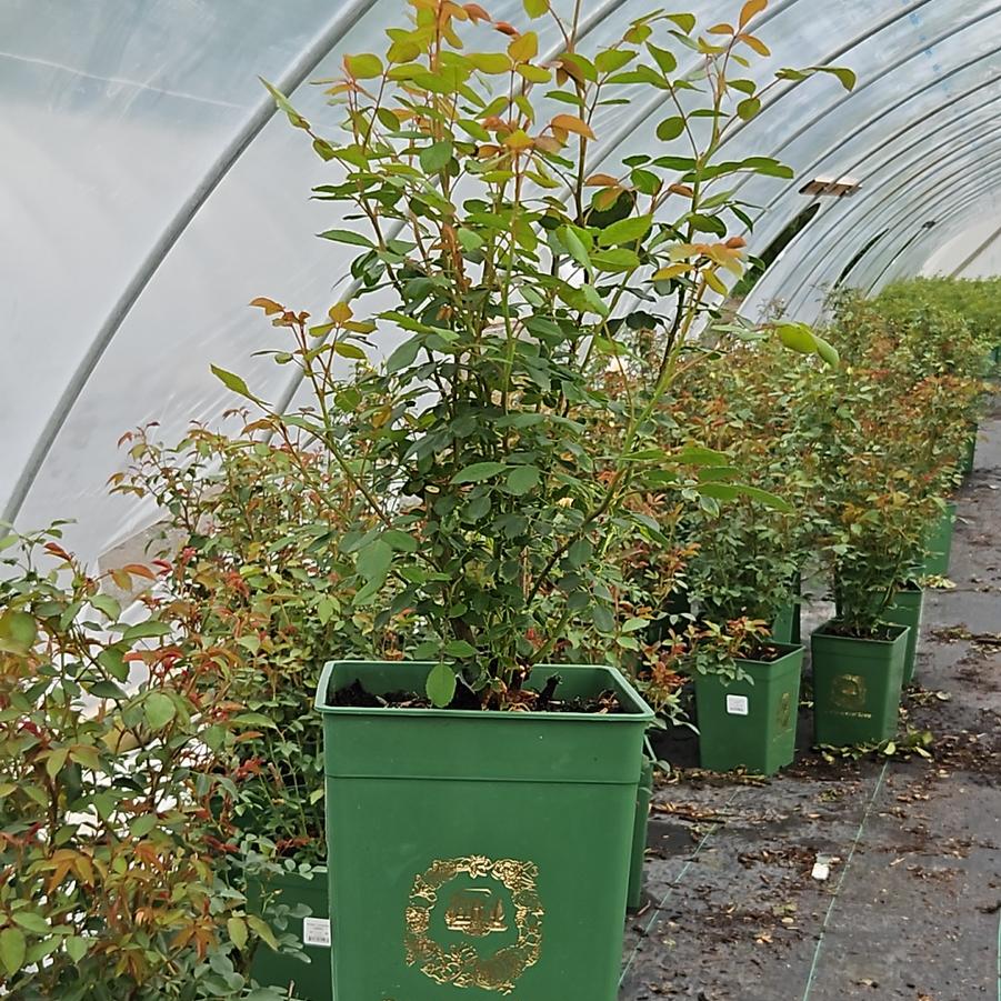 Rosa Lichfield Angel