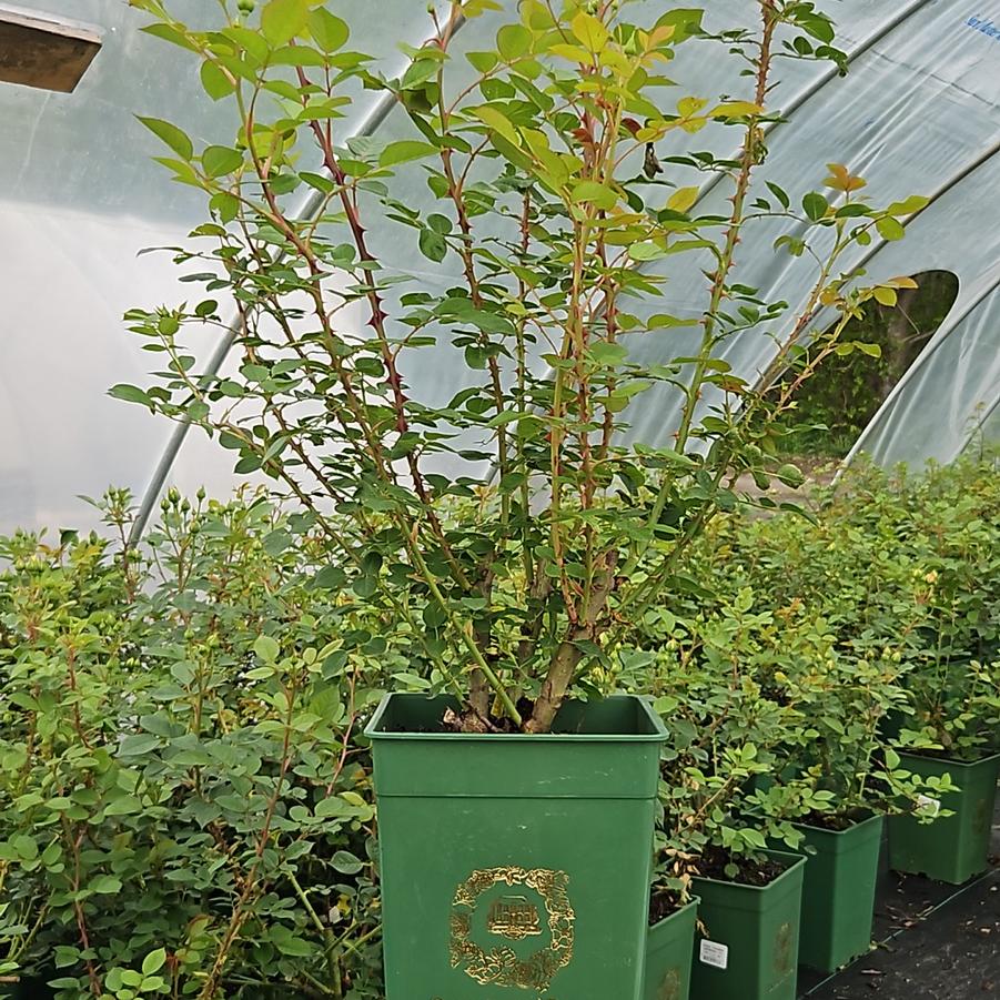 Rosa Teasing Georgia®