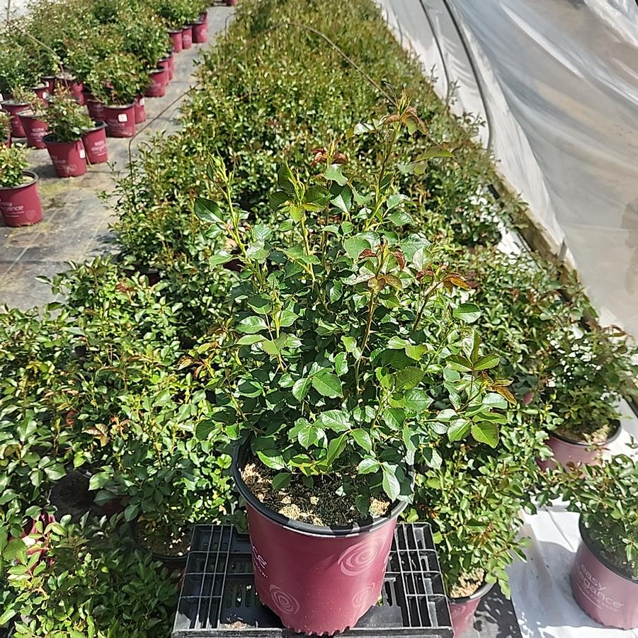 Rosa Easy Elegance® Yellow Submarine