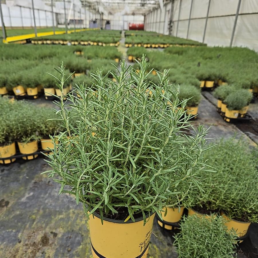 Rosmarinus officinalis 'Arp'