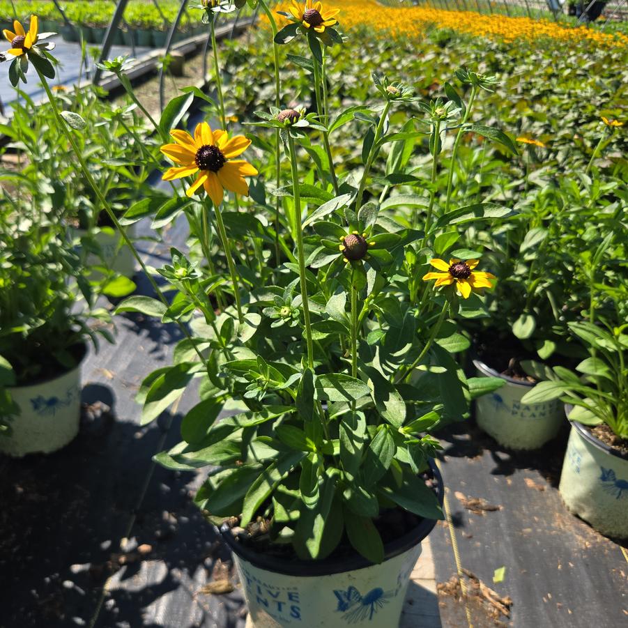 Rudbeckia var. fulgida 