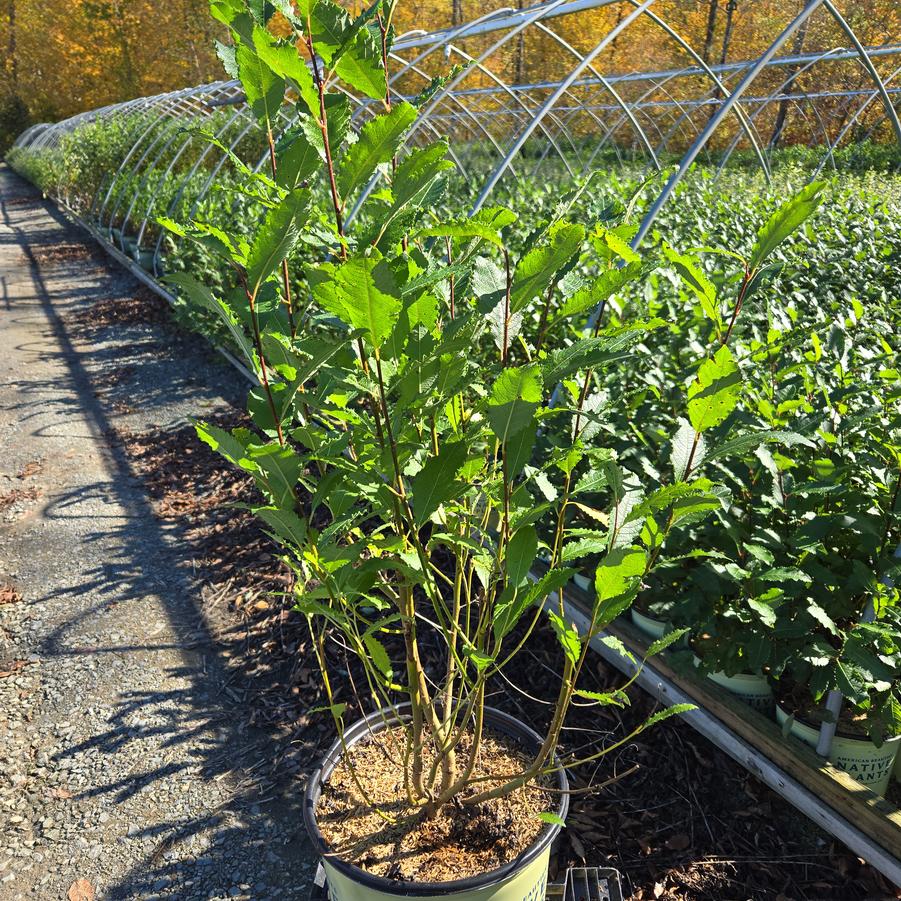 Salix discolor 