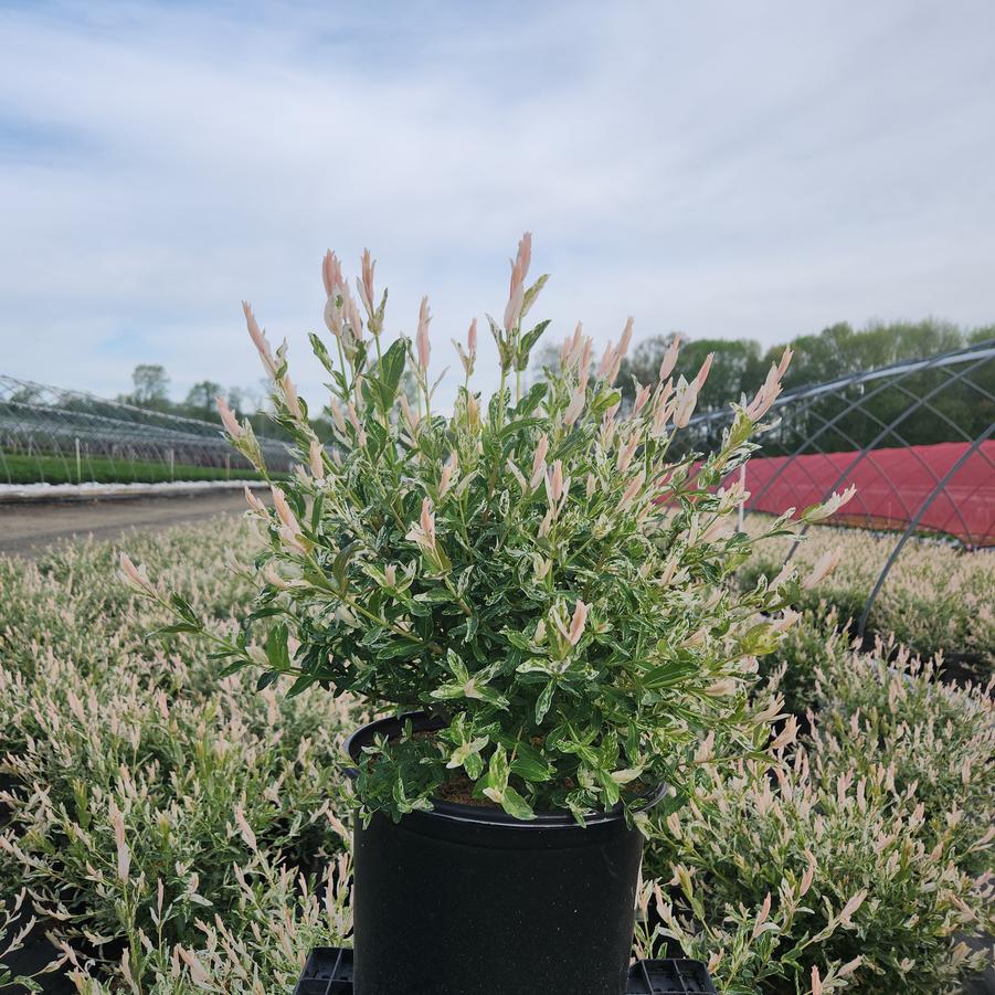 Salix integra Hakaro Nishiki