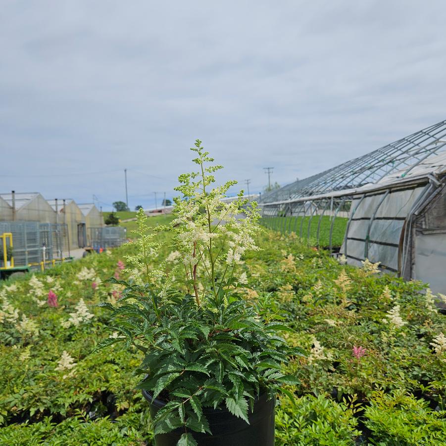 Astilbe arendsii 'Bridal Veil'