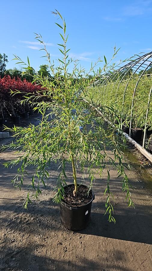 Salix niobe 