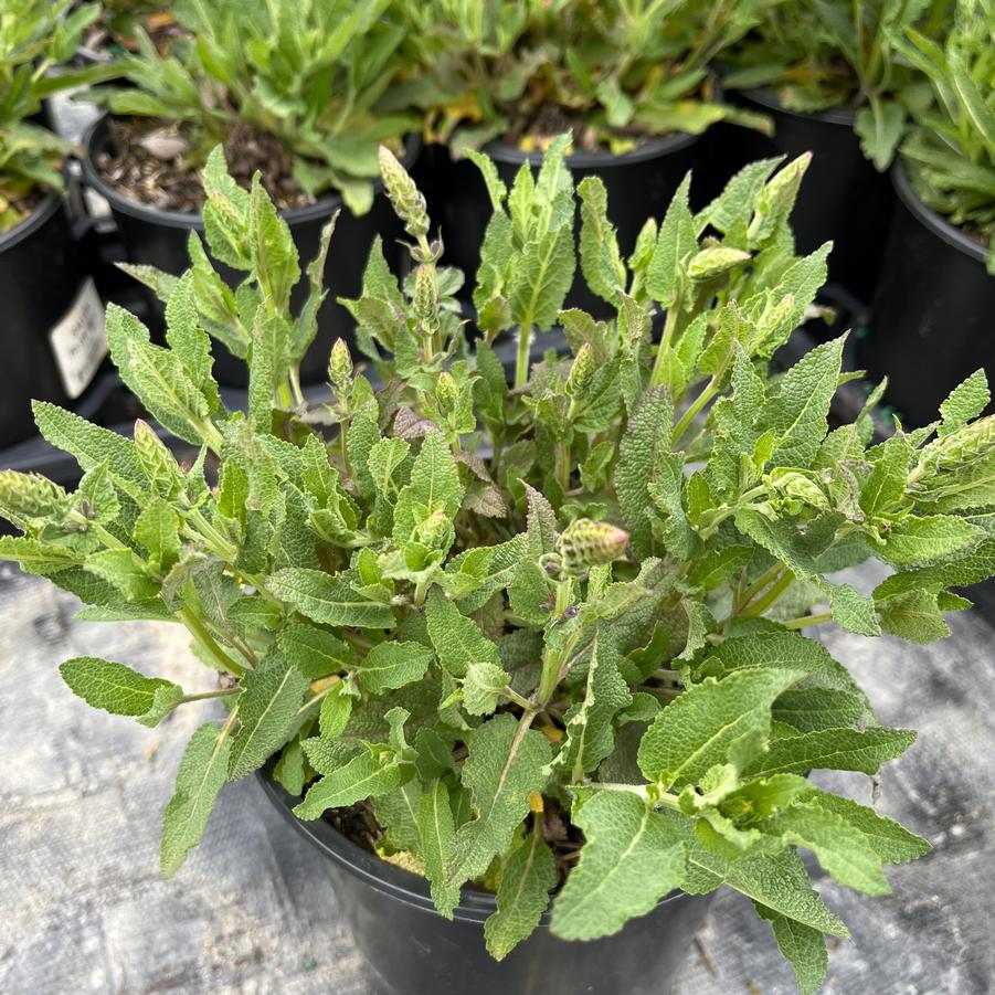 Salvia x sylvestris Blue Hill