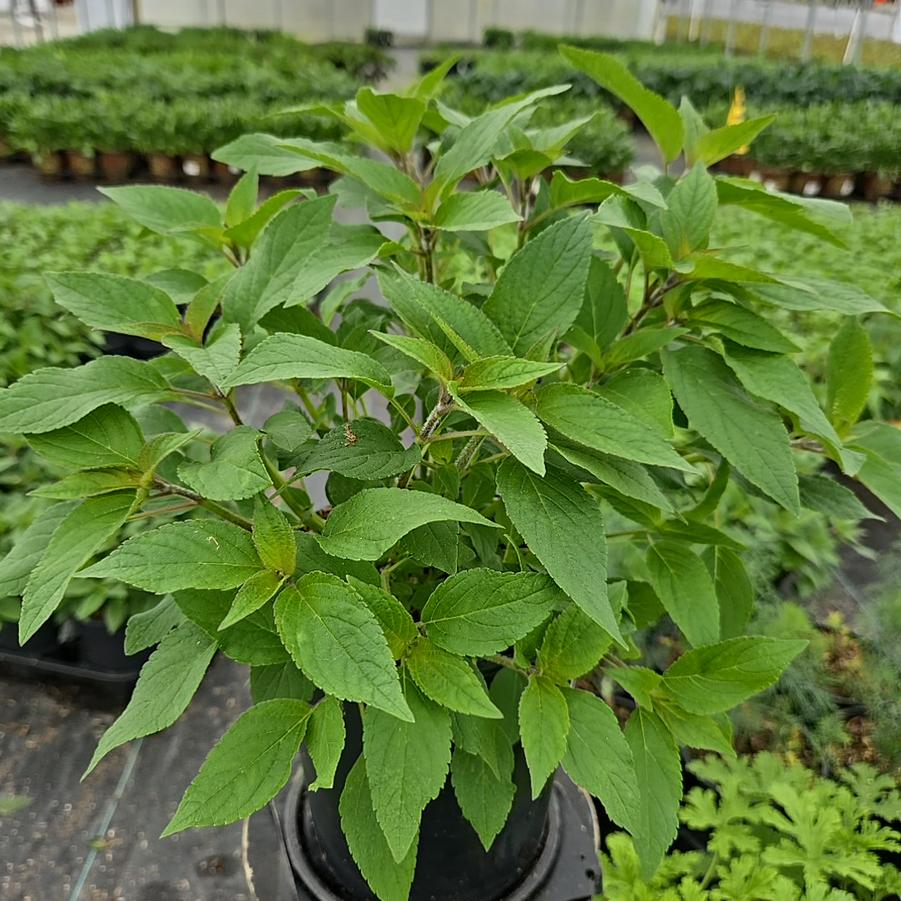 Salvia elegans 
