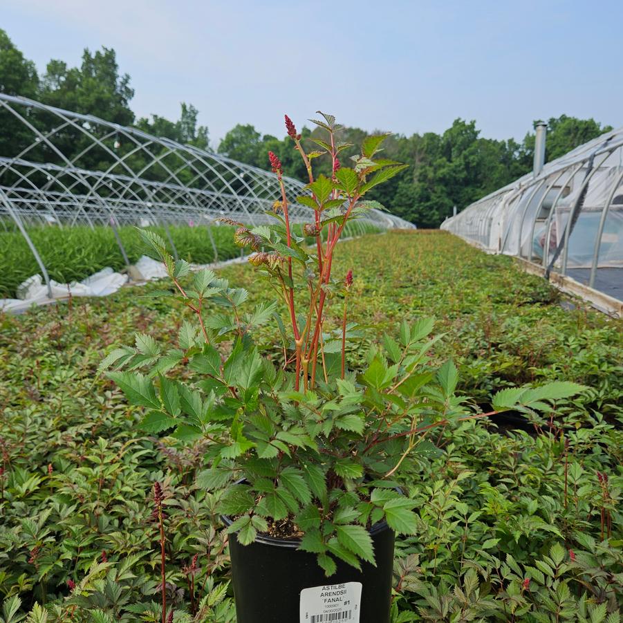 Astilbe arendsii 'Fanal'