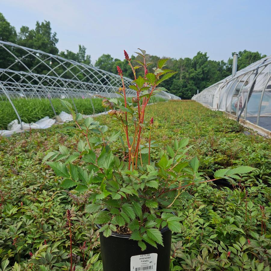 Astilbe arendsii Fanal