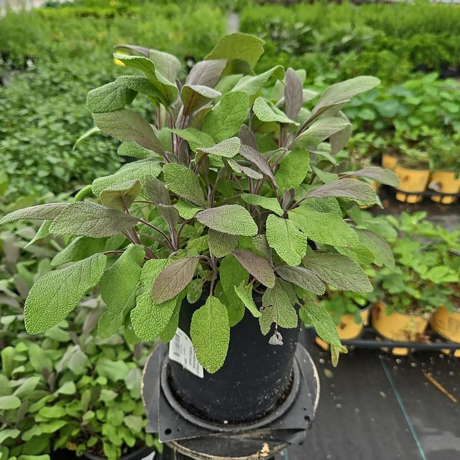 Salvia officinalis 'Purpurescens'