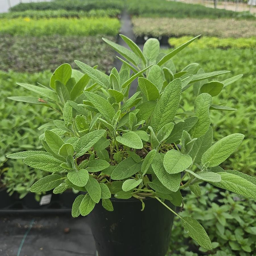 Salvia officinalis 