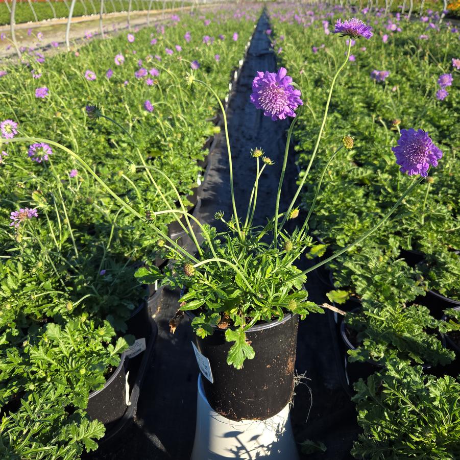 Scabiosa caucasica 'Butterfly Blue'