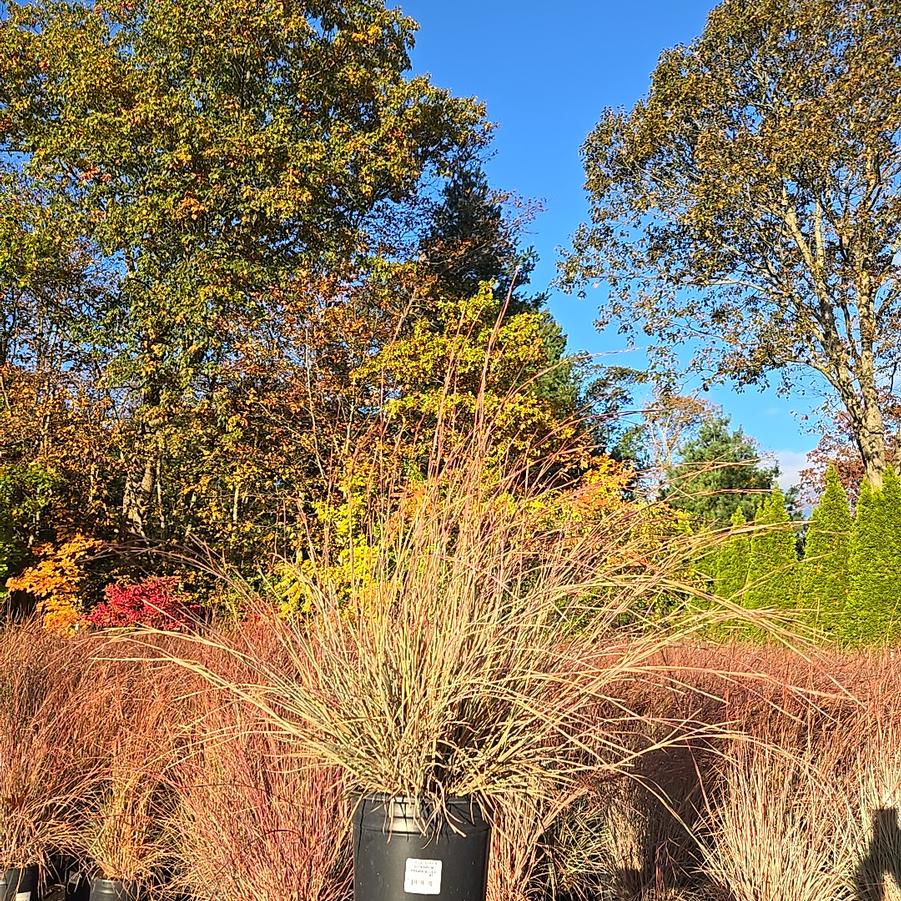 Schizachyrium scoparium 'Prairie Blues'