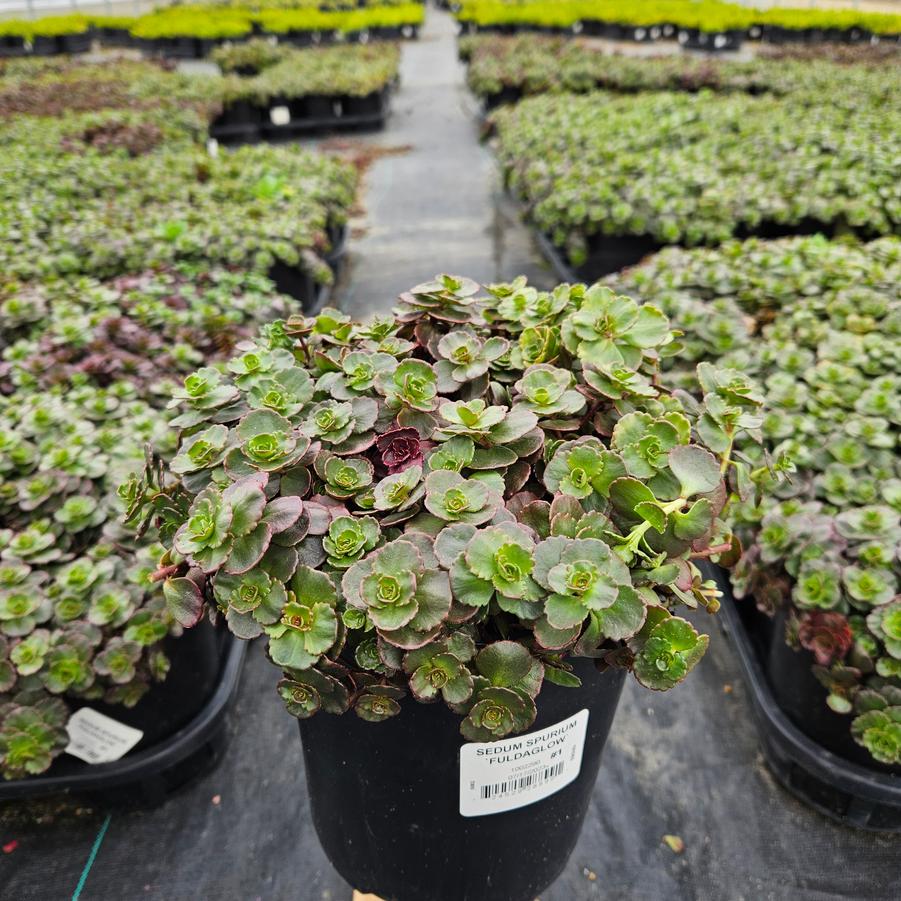 Sedum spurium Fuldaglow