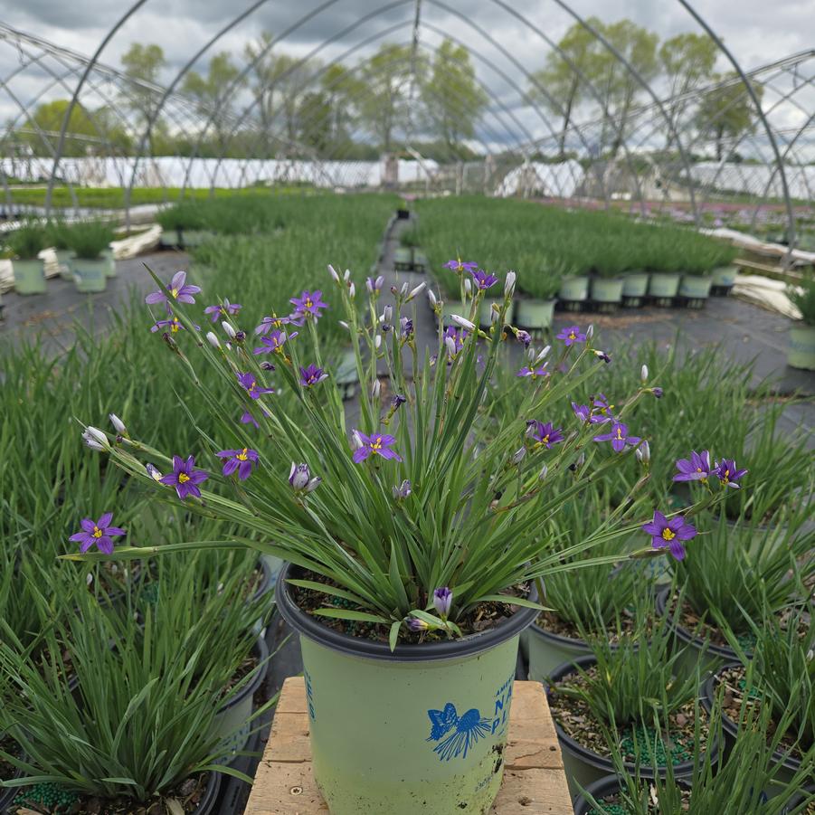 Sisyrinchium angustifolium 'Lucerne'