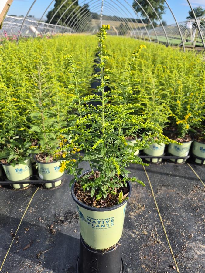 Solidago rugosa 'Fireworks'