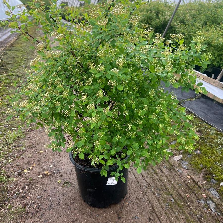 Spiraea vanhouttei Renaissance