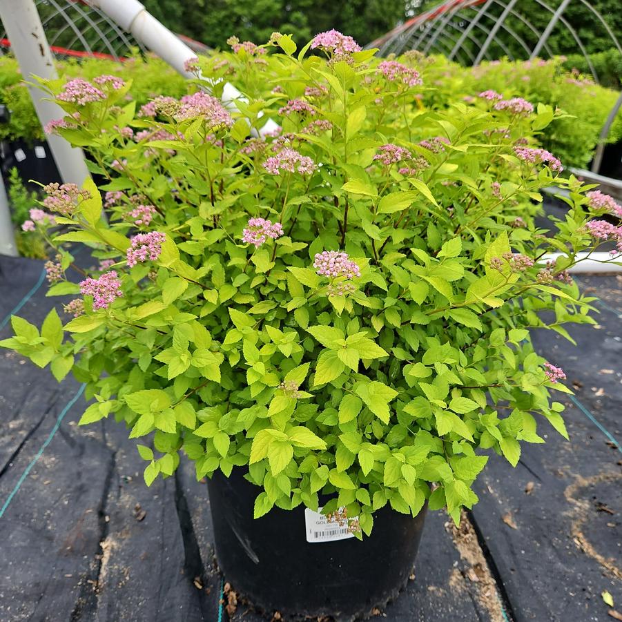 Spiraea bumalda 'Goldmound'