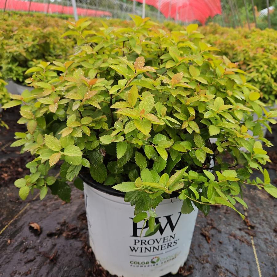 Spiraea Double Play Big Bang®