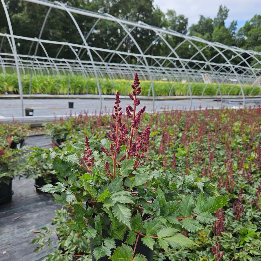 Astilbe chinensis 'Vision in Red'