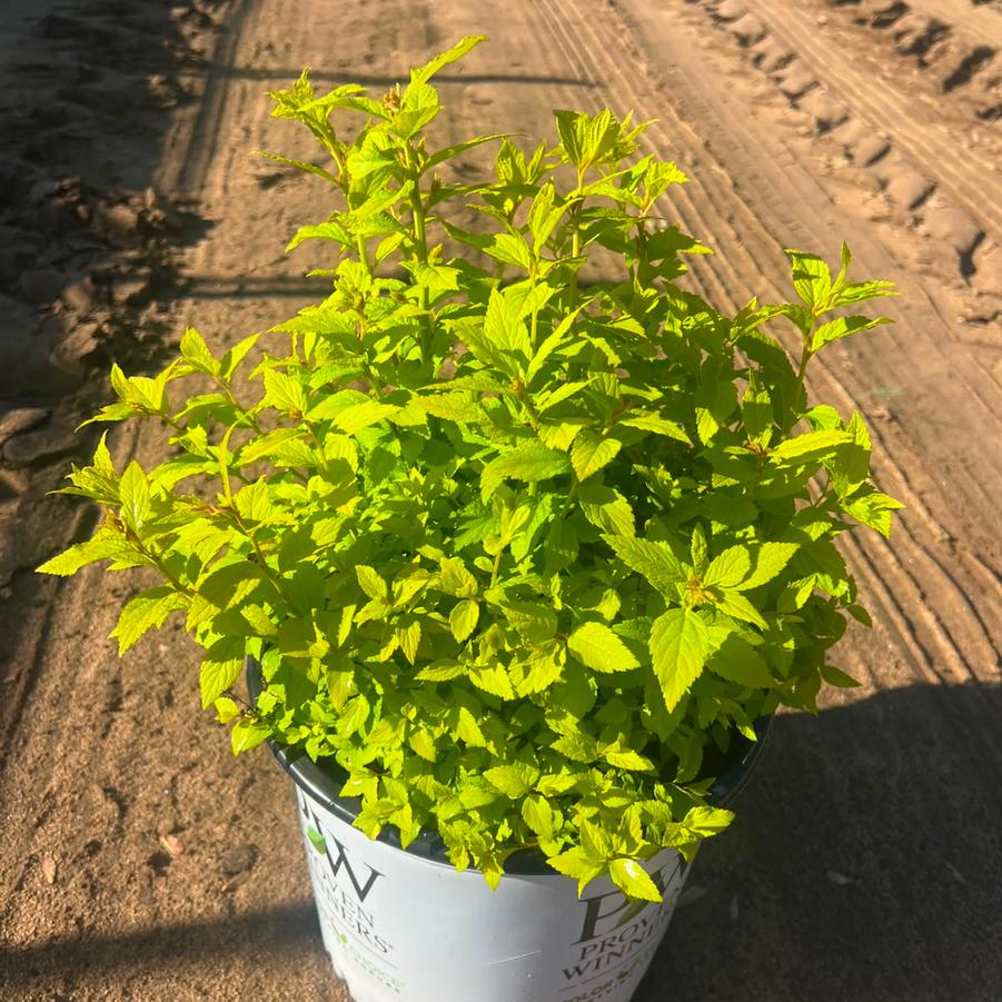 Spiraea japonica Double Play® Gold