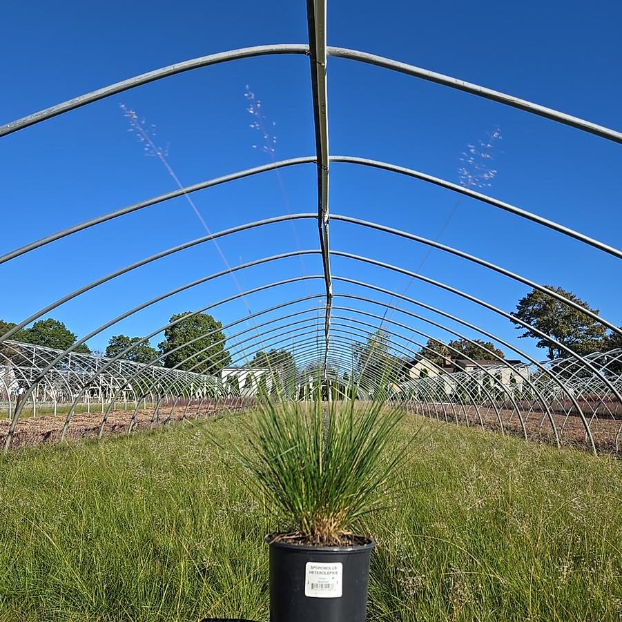 Sporobolus heterolepis 
