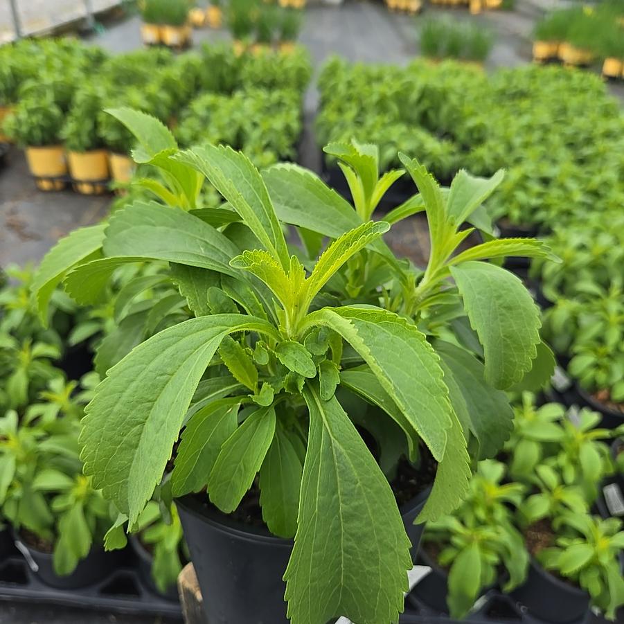 Stevia rebaudiana 