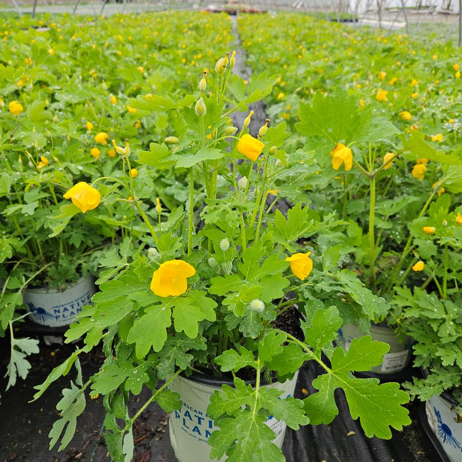 Stylophorum diphyllum 