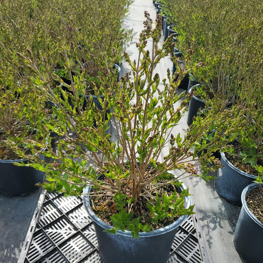 Syringa patula 'Miss Kim'