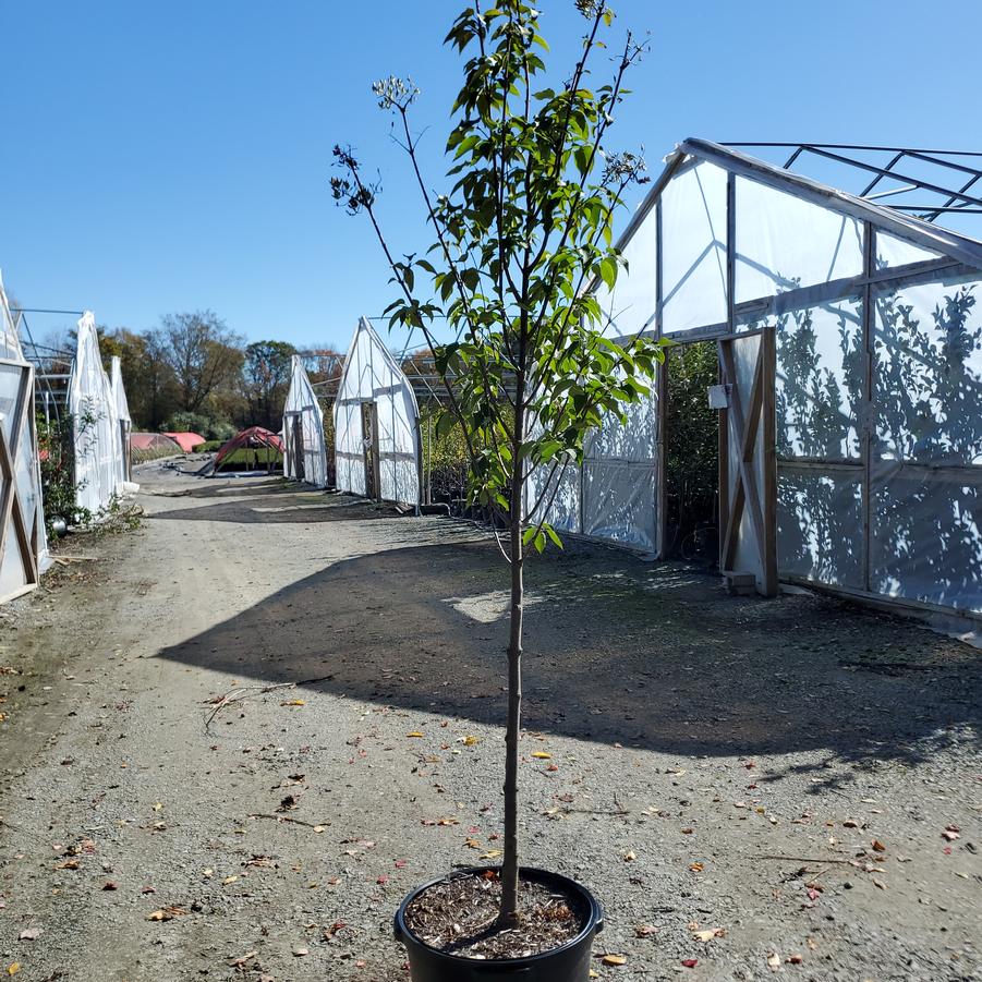Syringa reticulata Ivory Silk - Tree Form