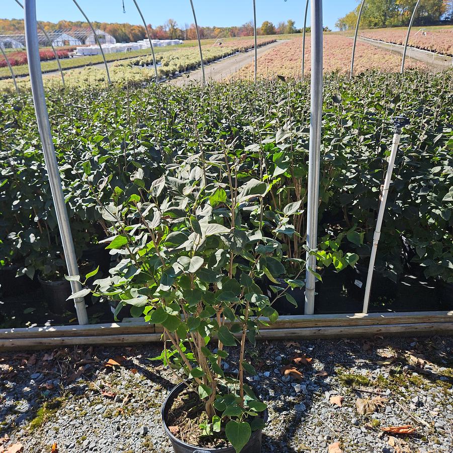 Syringa vulgaris 'Yankee Doodle'