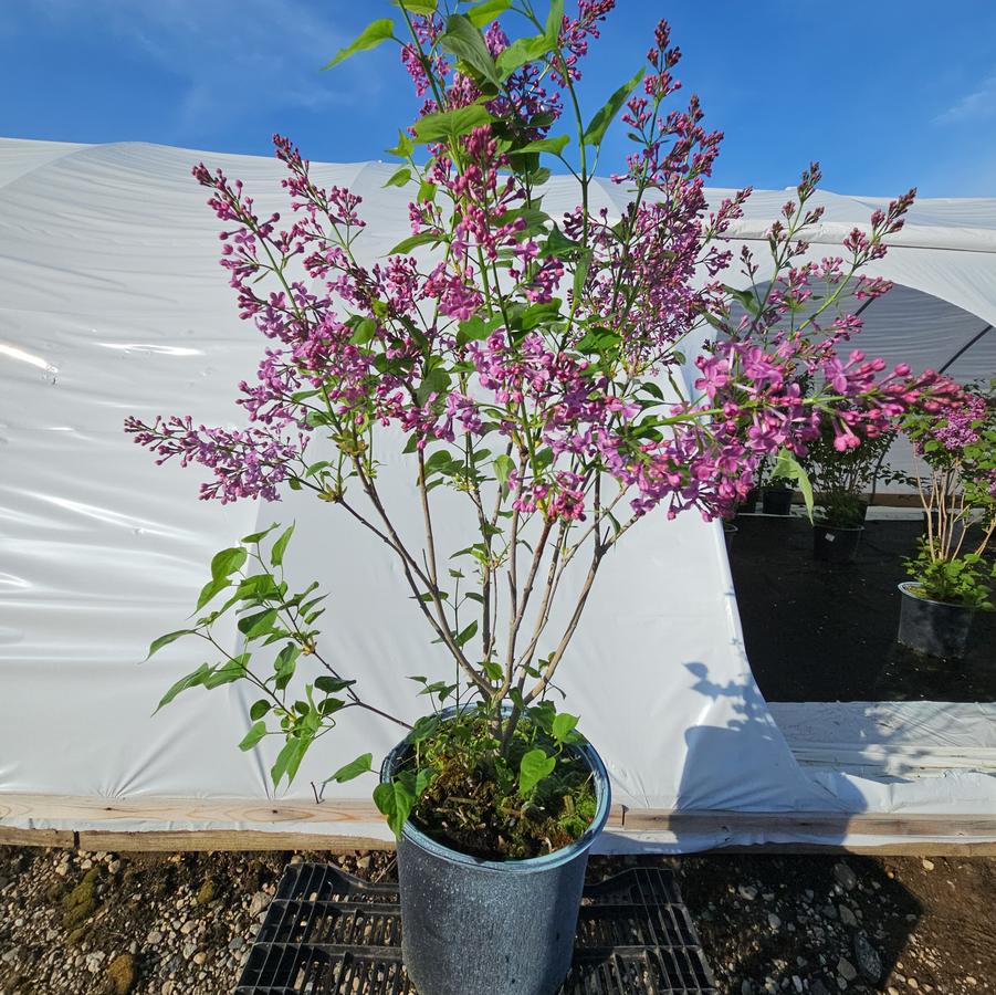 Syringa X hyacinthiflora 'Pocahontas'