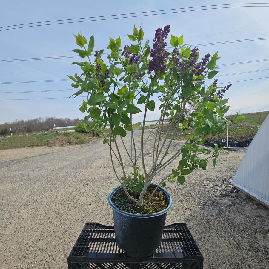 Syringa X hyacinthiflora Royal Purple