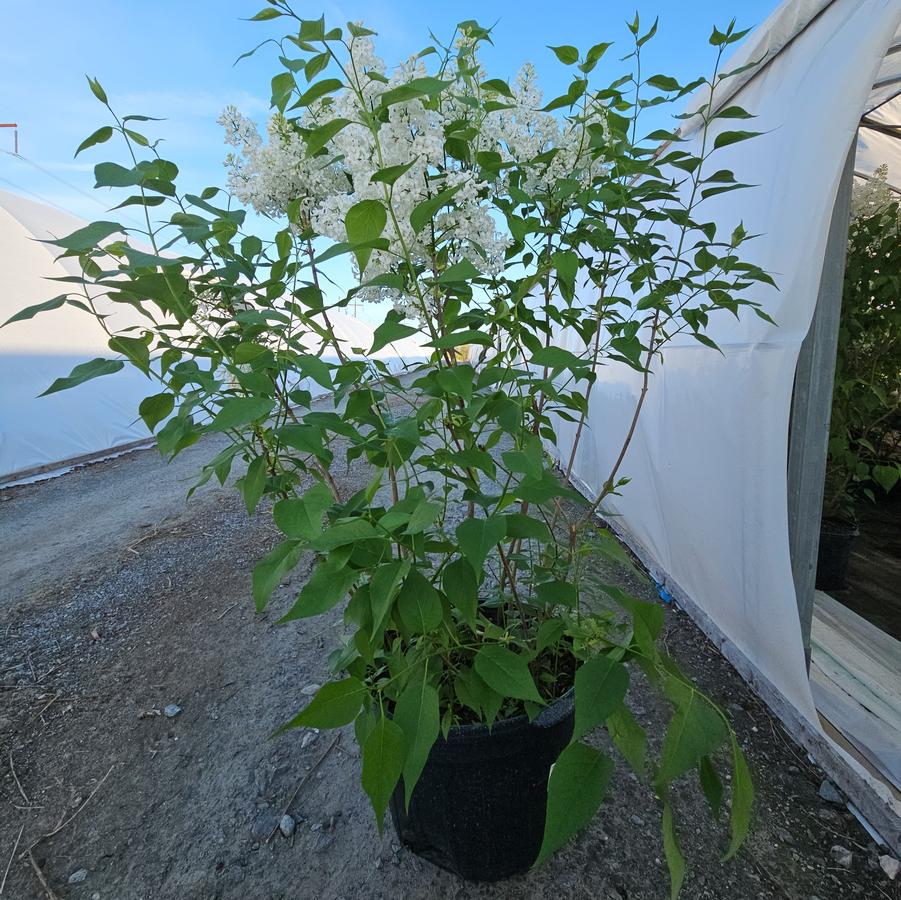 Syringa X hyacinthiflora Mount Baker