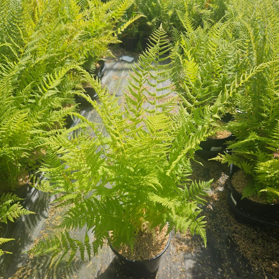 Thelypteris noveboracensis 