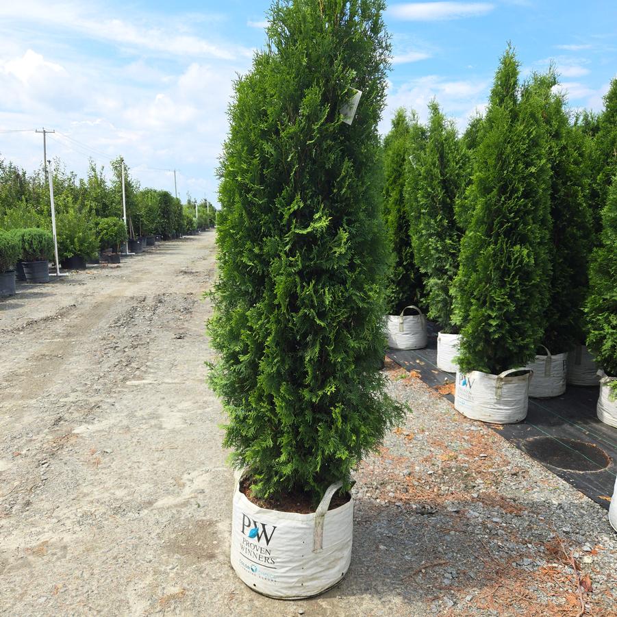 Thuja occidentalis North Pole®