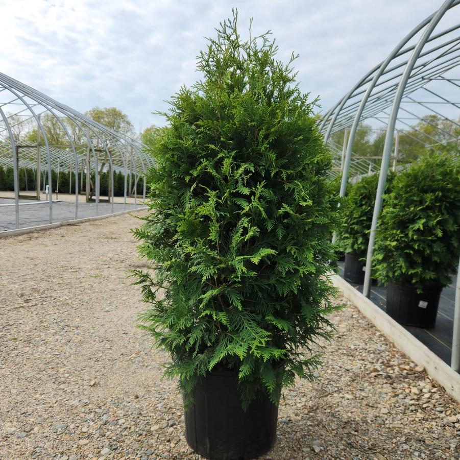 Thuja occidentalis Nigra