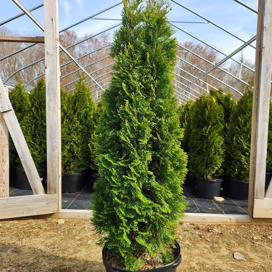 Thuja occidentalis 'Smaragd'