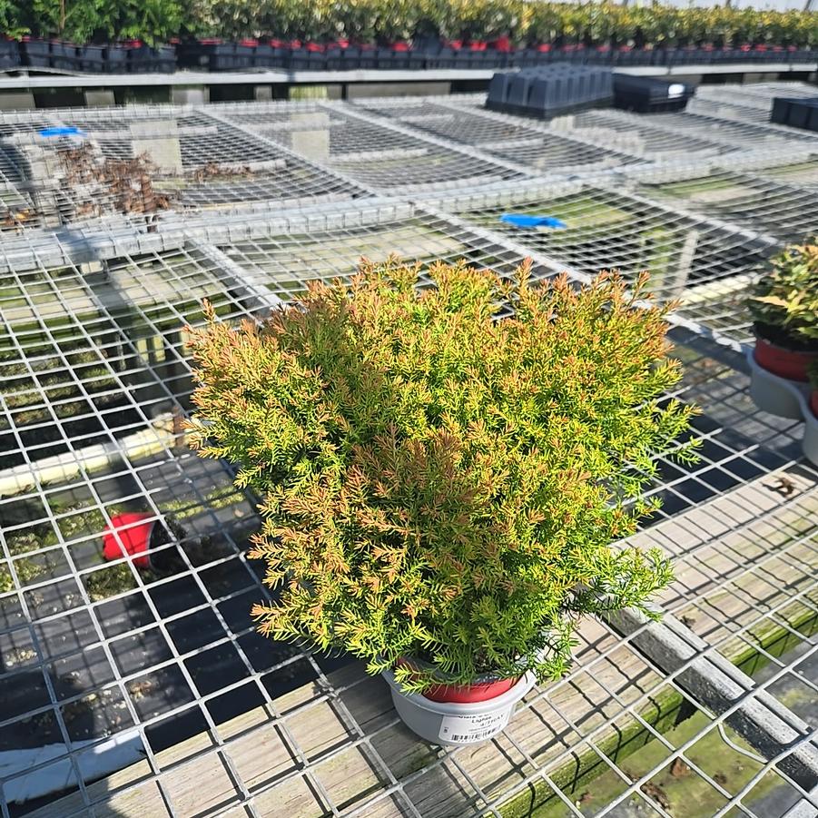Thuja occidentalis 'Rheingold'