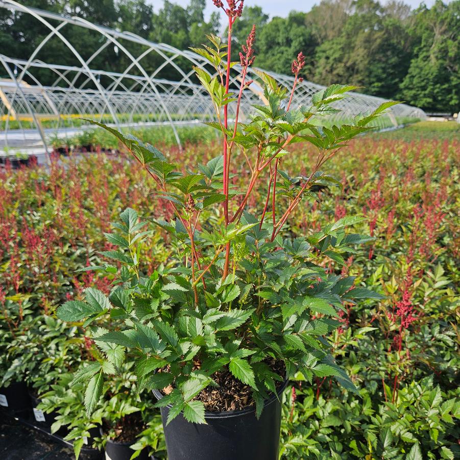 Astilbe japonica 'Montgomery'