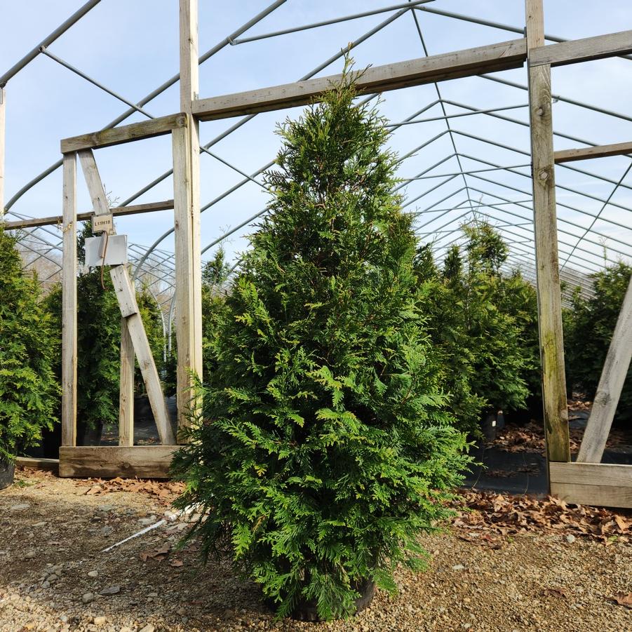 Thuja X 'Green Giant'