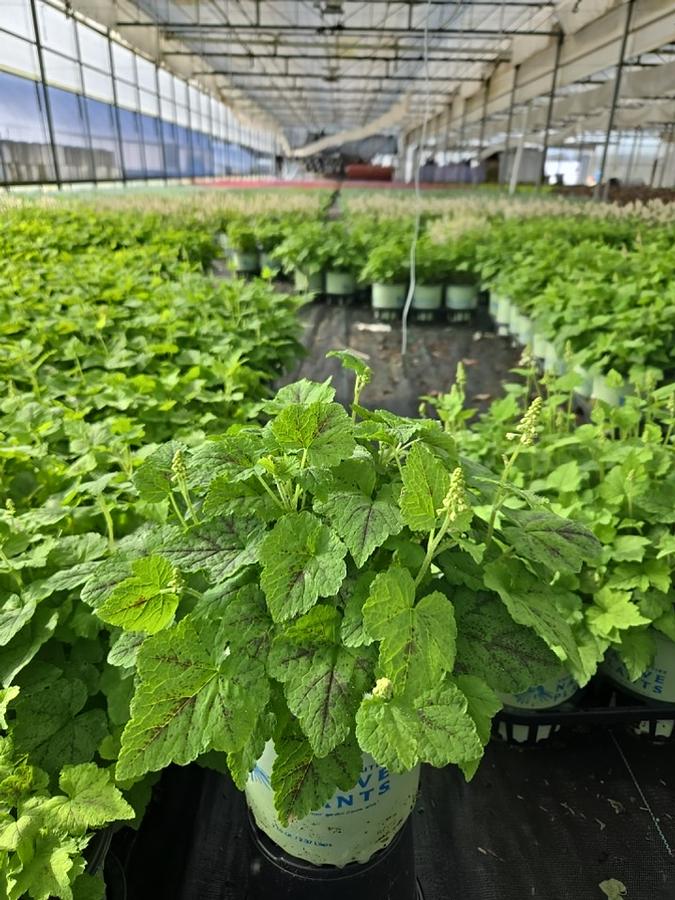 Tiarella cordifolia 'Running Tapestry'