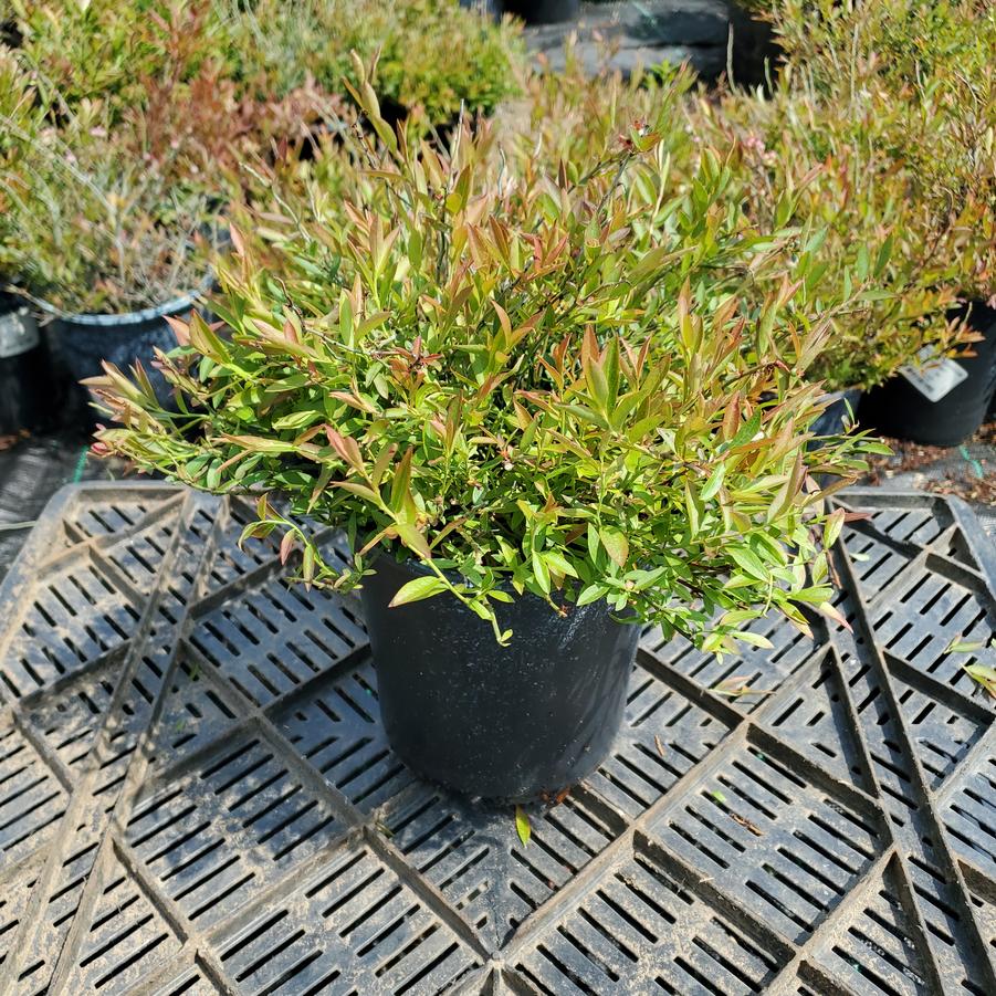 Vaccinium angustifolium 'Burgundy'