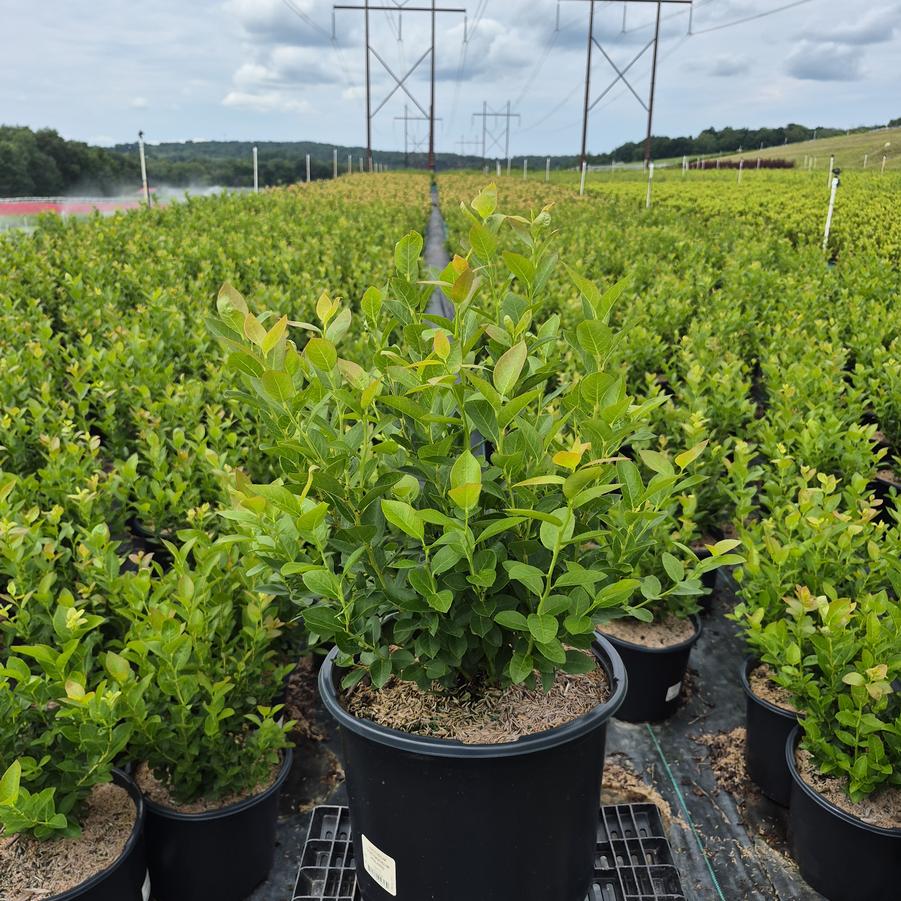 Vaccinium corymbosum 'Polaris'