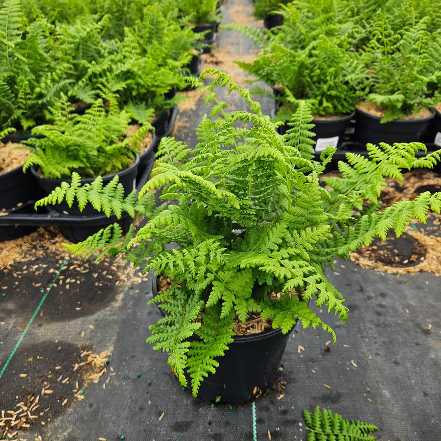 Athyrium filix femina 