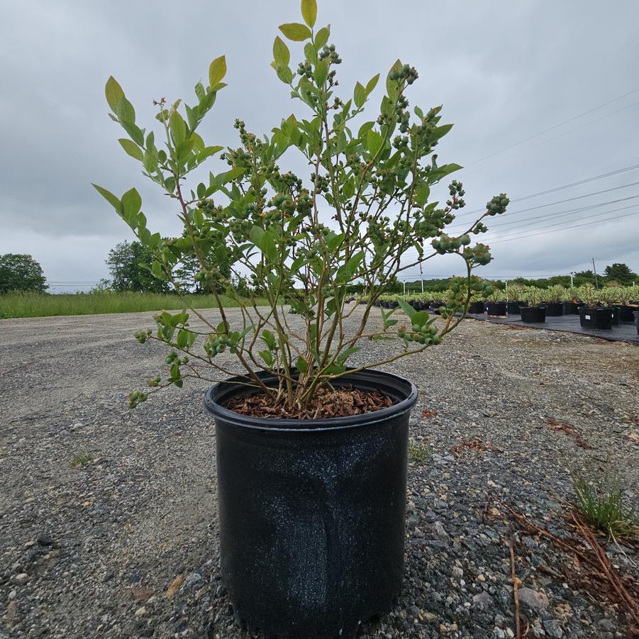 Vaccinium corymbosum 'Bluegold'