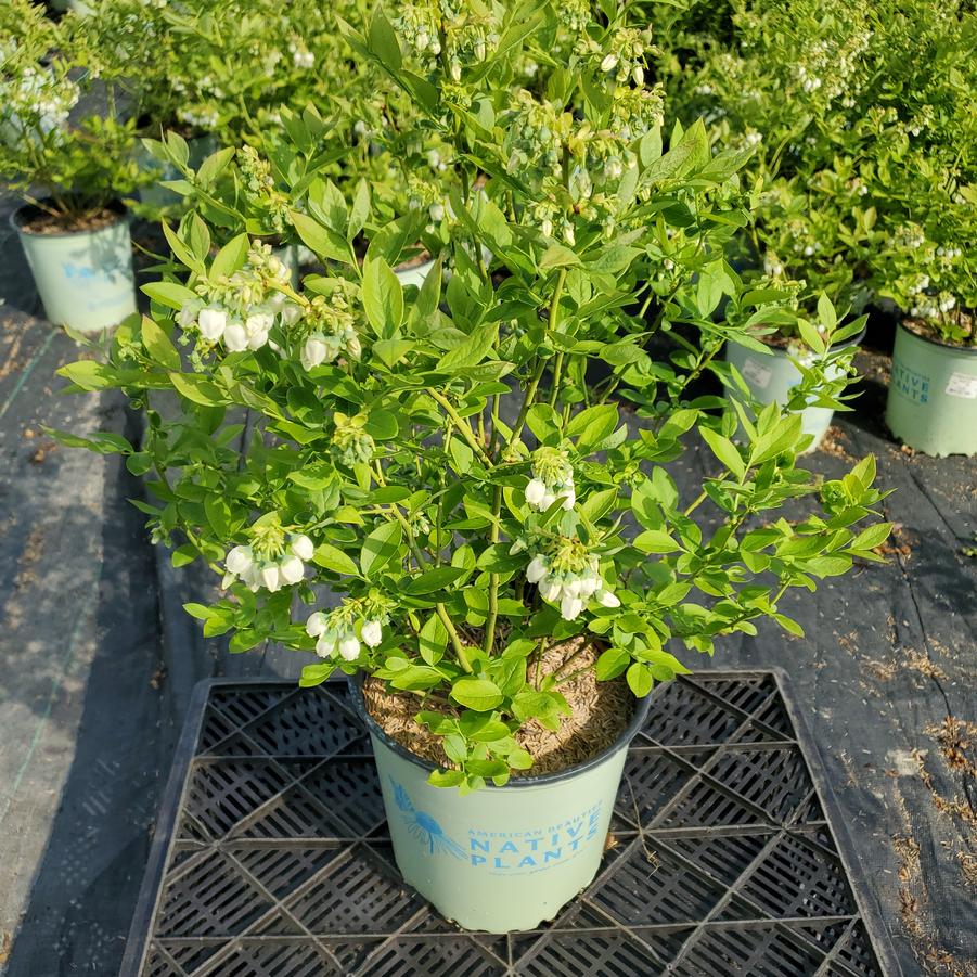 Vaccinium corymbosum Blue Jay