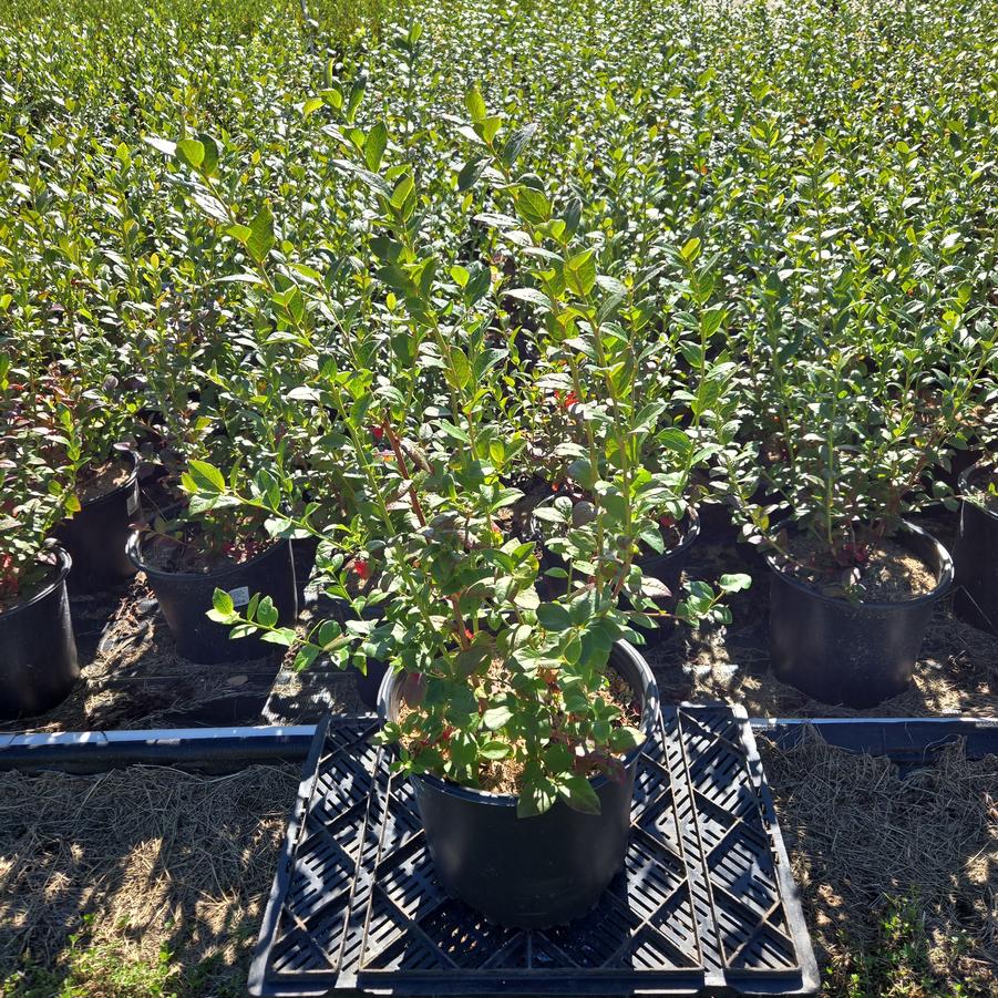 Vaccinium corymbosum 'Blueray'