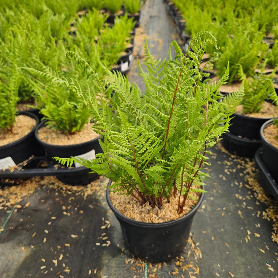 Athyrium filix femina Lady in Red